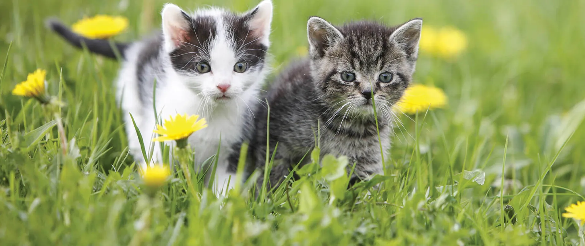 Kutsal Pati Lobisi... (Fotoğraf: Depo Photos)