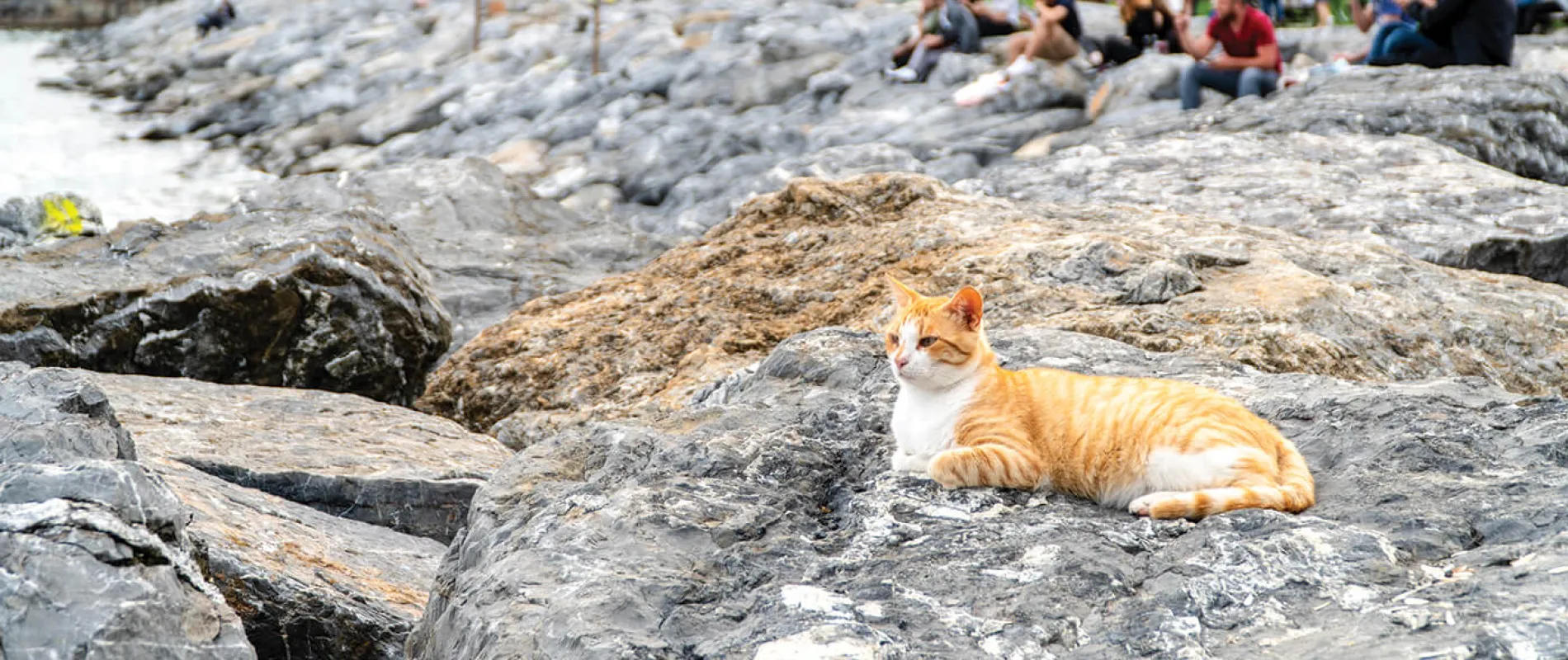 Moda sahilinde kayalıklarda bir kedi