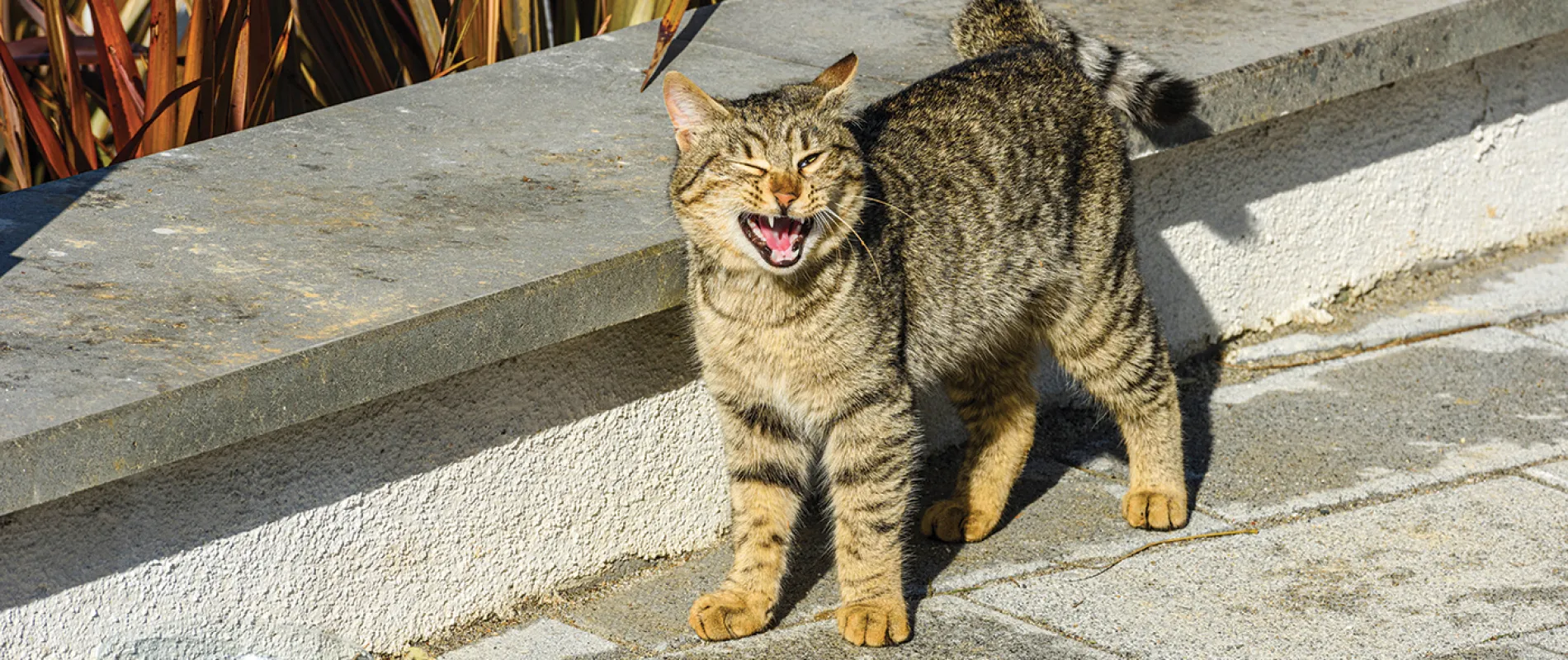 Kadıköy'ün kedileri (Fotoğraf: Shutterstock) 