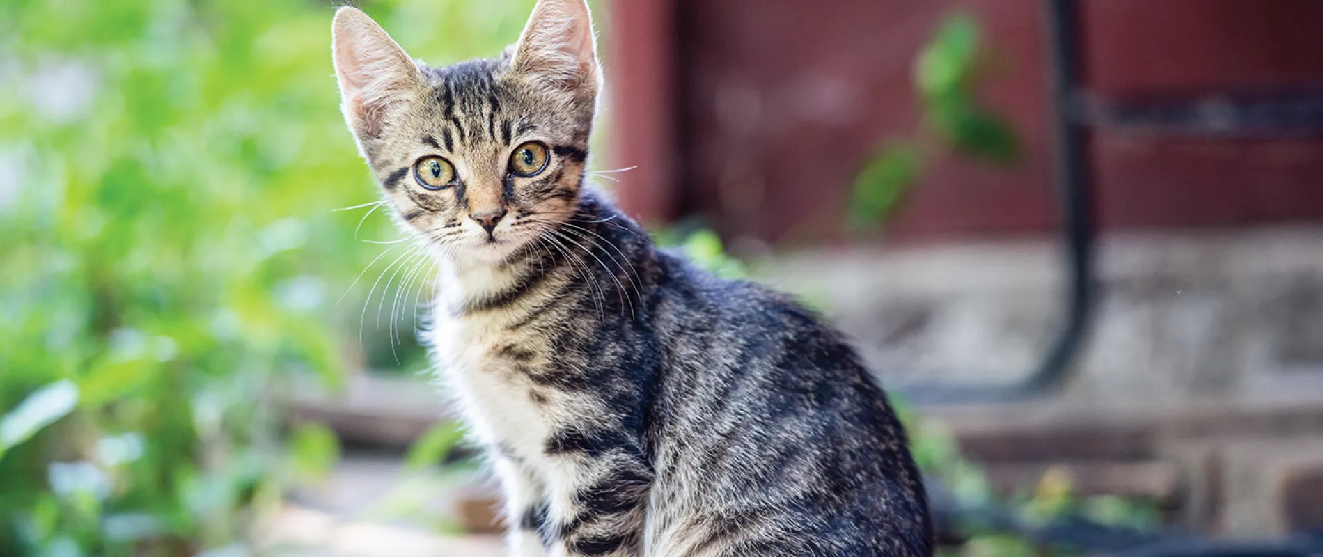 ESNAF TEKİN'İN EVLADI TEKİR TEKİN (FOTOĞRAF: TODOR RUSINOV / SHUTTERSTOCK)