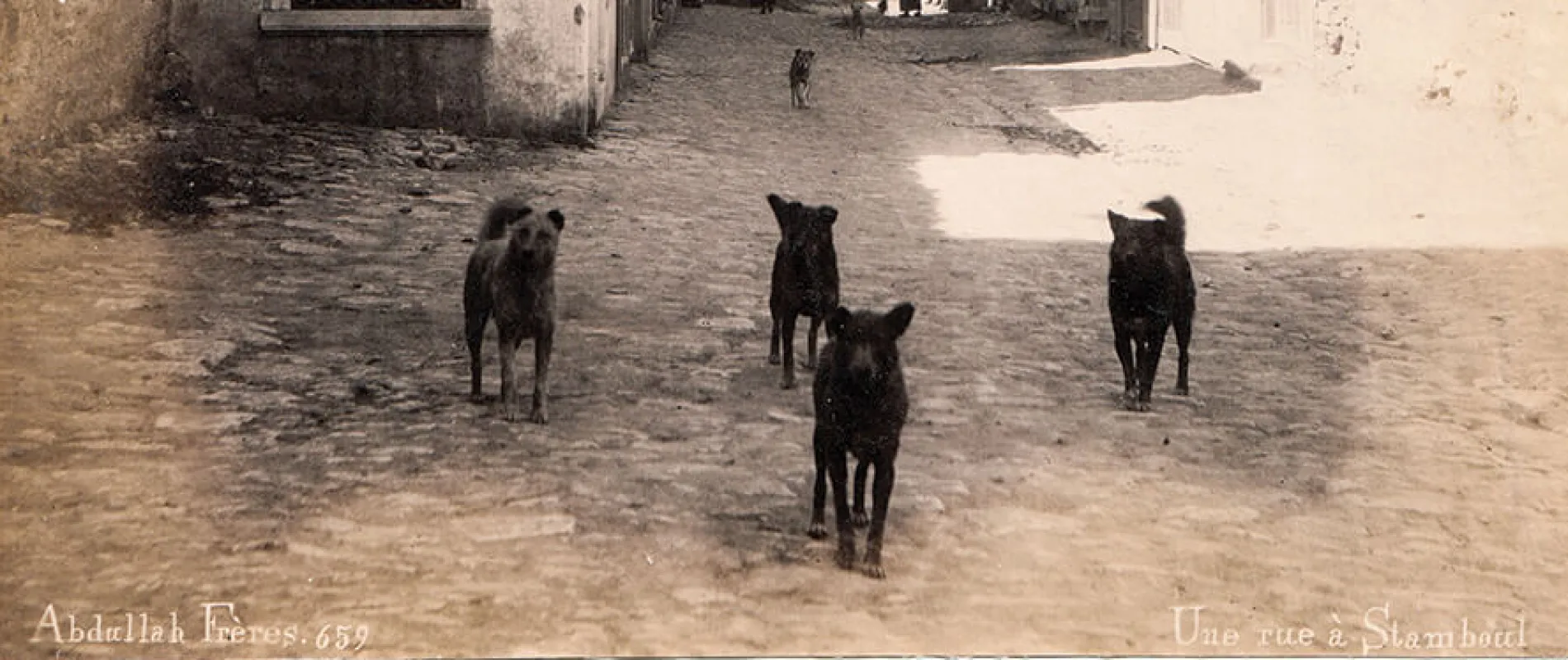 1898 YILINDA İSTANBUL’DA SOKAK KÖPEKLERİ