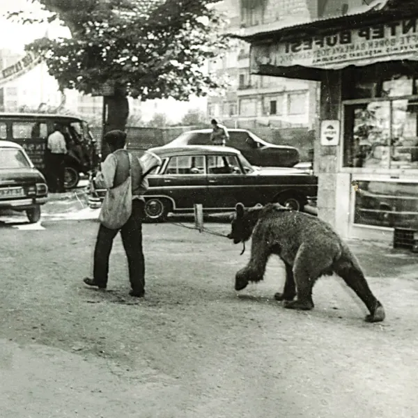 Ayı oynatma, İstanbul'un eski "gelenek"lerinden 