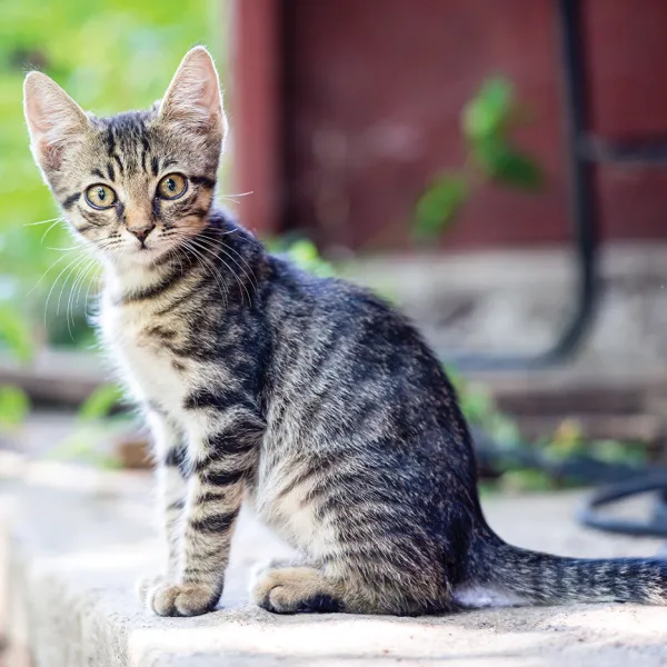 ESNAF TEKİN'İN EVLADI TEKİR TEKİN (FOTOĞRAF: TODOR RUSINOV / SHUTTERSTOCK)