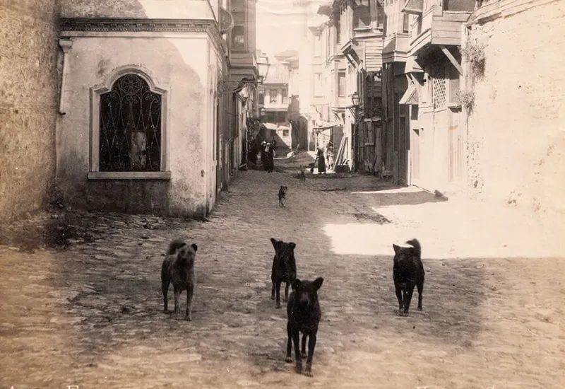 1898 YILINDA İSTANBUL’DA SOKAK KÖPEKLERİ