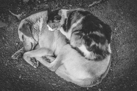 FOTO: ALEX BERGER / CREATIVE COMMONS / FLICKR FOTO: ALEX BERGER / CREATIVE COMMONS / FLICKR