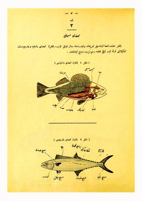KAREKİN DEVECİYAN’IN TÜRKİYE’DE BALIK VE BALIKÇILIK İSİMLİ KİTABININ 1915 BASKISINDAN BÖLÜMLER
